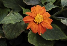 image of flower