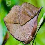 image of animal