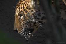 image of jaguar_car