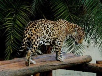 image of jaguar_car