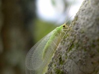 image of lacewing
