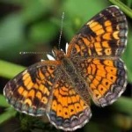 image of animal