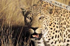 image of leopard