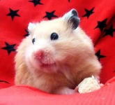 image of hamster