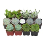 image of cactus