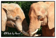 image of african_elephant