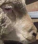 image of animal