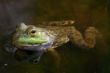 image of bullfrog