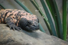 image of gila_monster