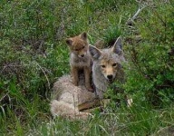 image of coyote