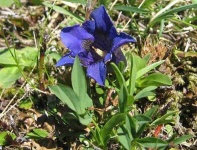 image of flower