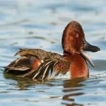 image of bird