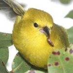 image of bird