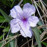 image of mexican_petunia #10