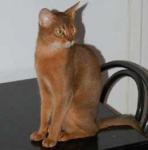 image of abyssinian #1