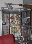 image of african_grey