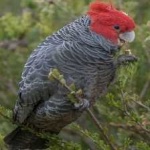 image of bird
