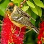image of bird