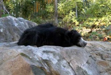 image of sloth_bear