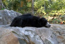 image of sloth_bear #23