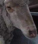 image of animal