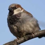image of bird