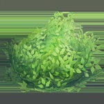 image of bush
