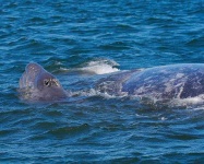 image of grey_whale
