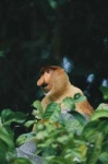 image of proboscis_monkey