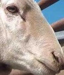 image of animal