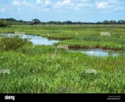 image of wetland