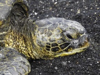 image of animal