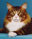 image of maine_coon #32