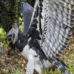image of bird