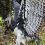 image of harpy_eagle #5