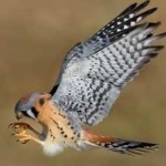 image of bird