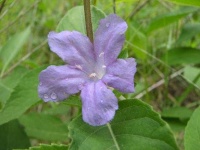 image of mexican_petunia #5