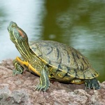 image of terrapin