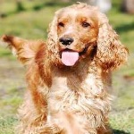image of animal