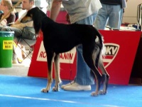 image of saluki