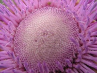 image of cardoon
