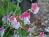 image of flower