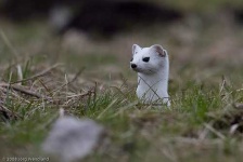 image of weasel