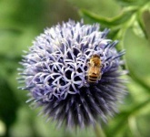 image of flower