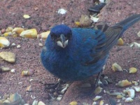 image of indigo_bunting