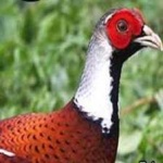 image of bird