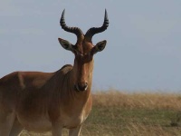 image of hartebeest