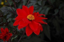image of flower