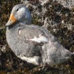 image of bird