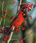 image of cardinal